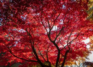 Осень Ветки Листья, Červená, stromy, Javor, příroda
