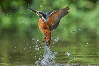 water, spray, nature, birds of the world, bird, Kingfisher, Ботев Калин