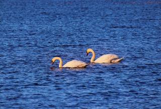 swans, white, PAIR
