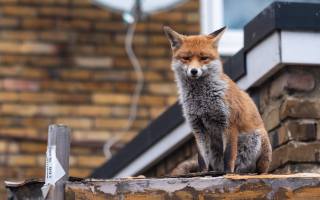 red fox, londýn, urban fox, British wildlife