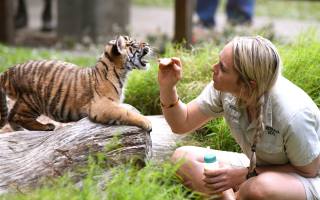 Sumatran tiger cub, Australia Zoo, Beerwah, Австралия