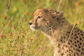 Africa, Cheetah