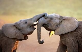 Africa, elephants