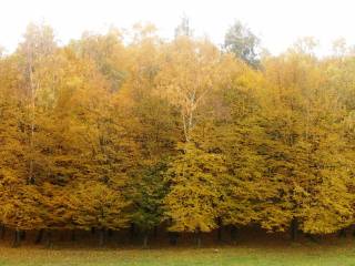 forest, leaves, autumn, trees, yellow, foliage, nature.