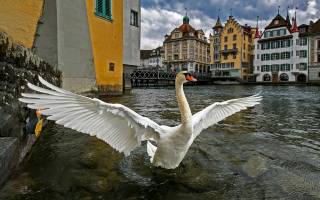 Lucerne, Švýcarsko, swan