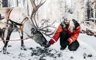 snowy forest, Sobi, Nordic Adventures, Lapland Safaris, Finsko