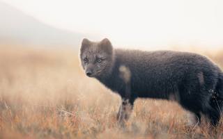 arctic fox, Thorsmork, Iceland, 66north