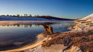 river, winter, dog