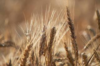 wheat, field, ????