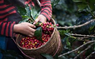 harvest arabica coffee, berries on branch, Organic Coffee