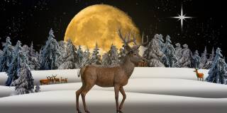 deer, snow, forest, the moon, art