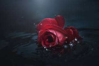 flower, rose, water, drops, the dark background, photo, Alexander Chorny, macro