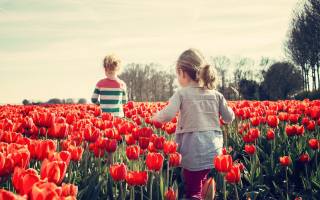 child, tulip, spring, plantation