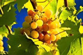 grapes, vine, leaves