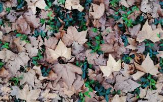 forest, ground, leaves, texture
