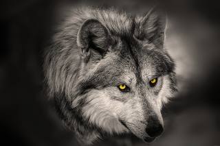 wolf, eyes, predator