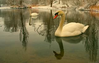 swans, PAIR, the lake
