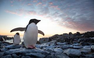 penguins, 2019, nature documentary, Walt Disney