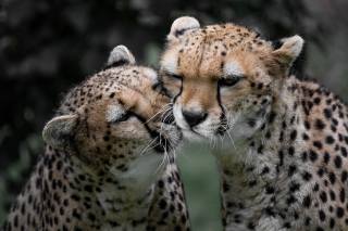 cheetahs, muzzle, two, animals