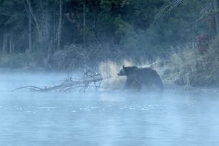 forest, fog, river, morning, bear, grizzly