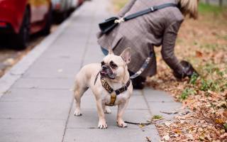 Park, autumn, French Bulldog, funny