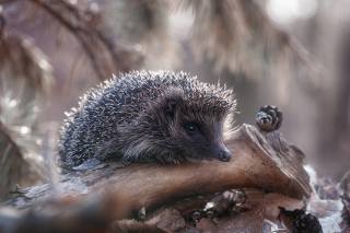 Hedgehog, autumn, leaves, photo, Alexander Chorny