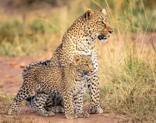 Африка, леопарды