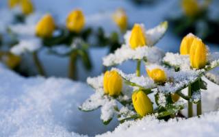winter aconite, Eranthis hyemalis, квіти