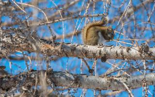 wildlife, Squirrels, зима