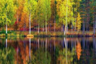 podzim, stromy, bříza, borovice, řeka, odraz