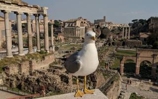 Roman Forum, big seagull, Rome, Italy