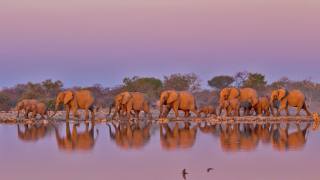 Африка, слони