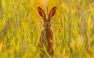 Hare, Skomer Island, Pembrokeshire