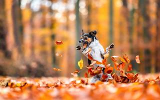 pets, jump, autumn, dog
