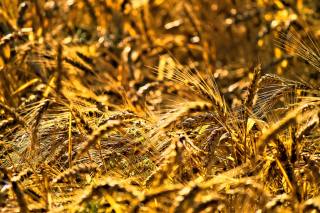 поле, пшениця, літо, колосся