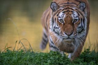 тигр, погляд, морда, тварини