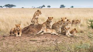 animals, lions, cubs