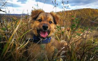 dog, puppy, collar, autumn, grass