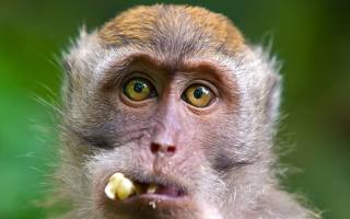 crab-eating macaque, Ubud Monkey Forest, Балі, Індонезія