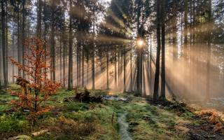 Германия, лес, Rheinland-Pfalz, деревья, лучи света, природа