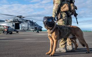 Military Working Dog, New Zealand Air Force, многоцелевой вертолет, NHIndustries NH90