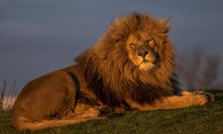 Africa, lion