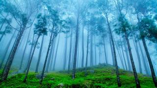 лес, туман, Индия