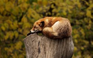 sleep, wildlife, fox