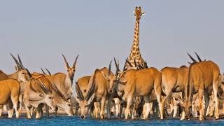 Африка, водопой, антилопы, жираф