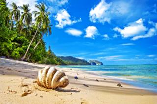природа, океан, пляж, пальми