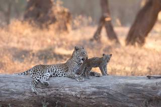 Africa, leopards