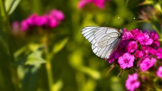 nature, insect, butterfly, flowers, clove, summer, macro