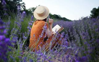 lavender field, Francie, květiny