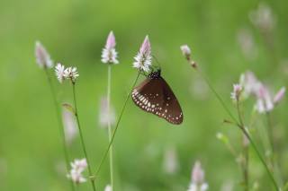 nature, summer, grass, insect, butterfly, macro